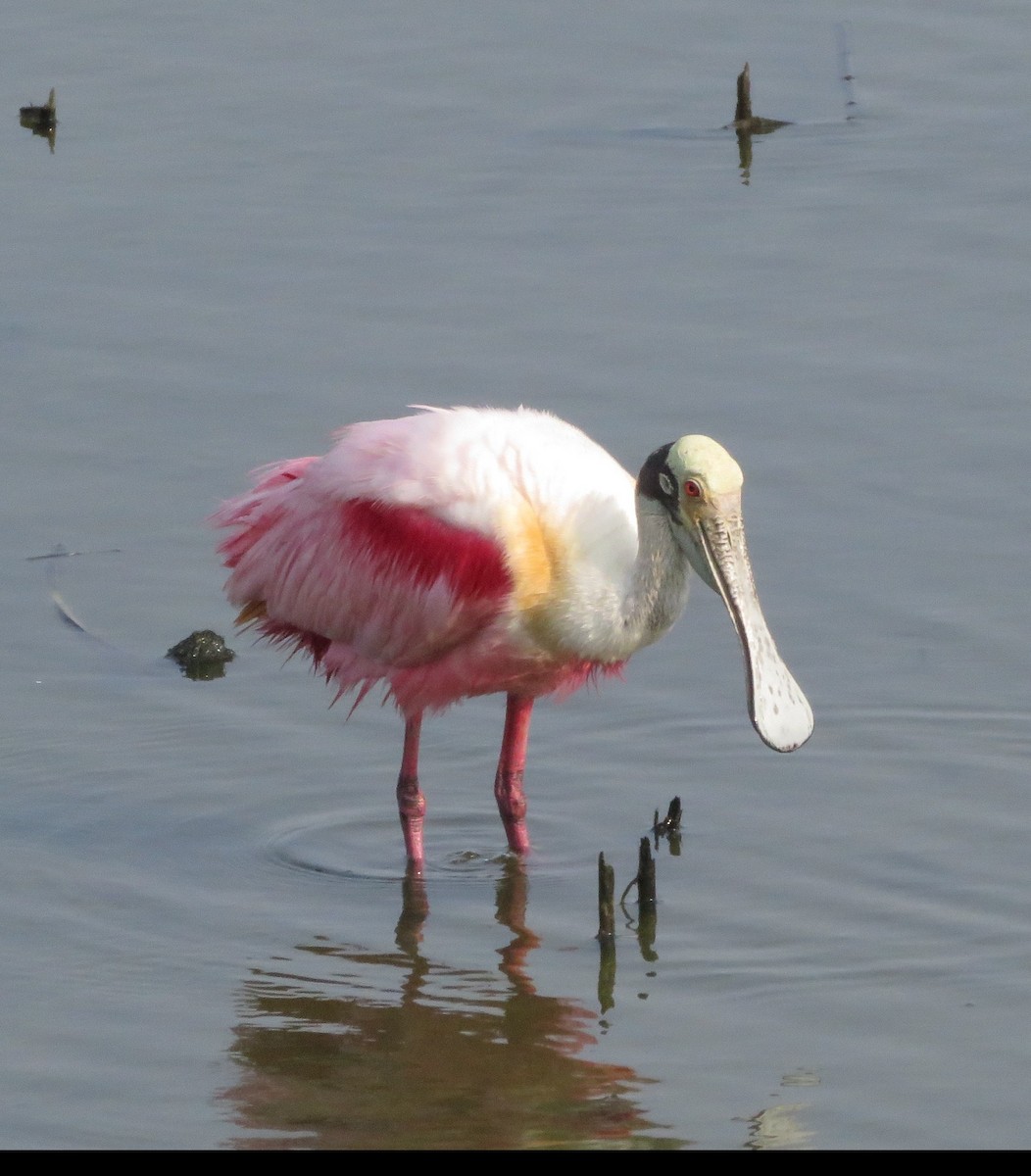 Roseate Spoonbill - ML619591082
