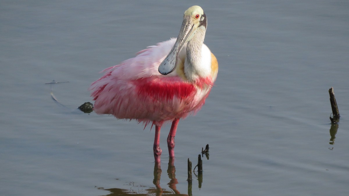 kolpík růžový - ML619591083