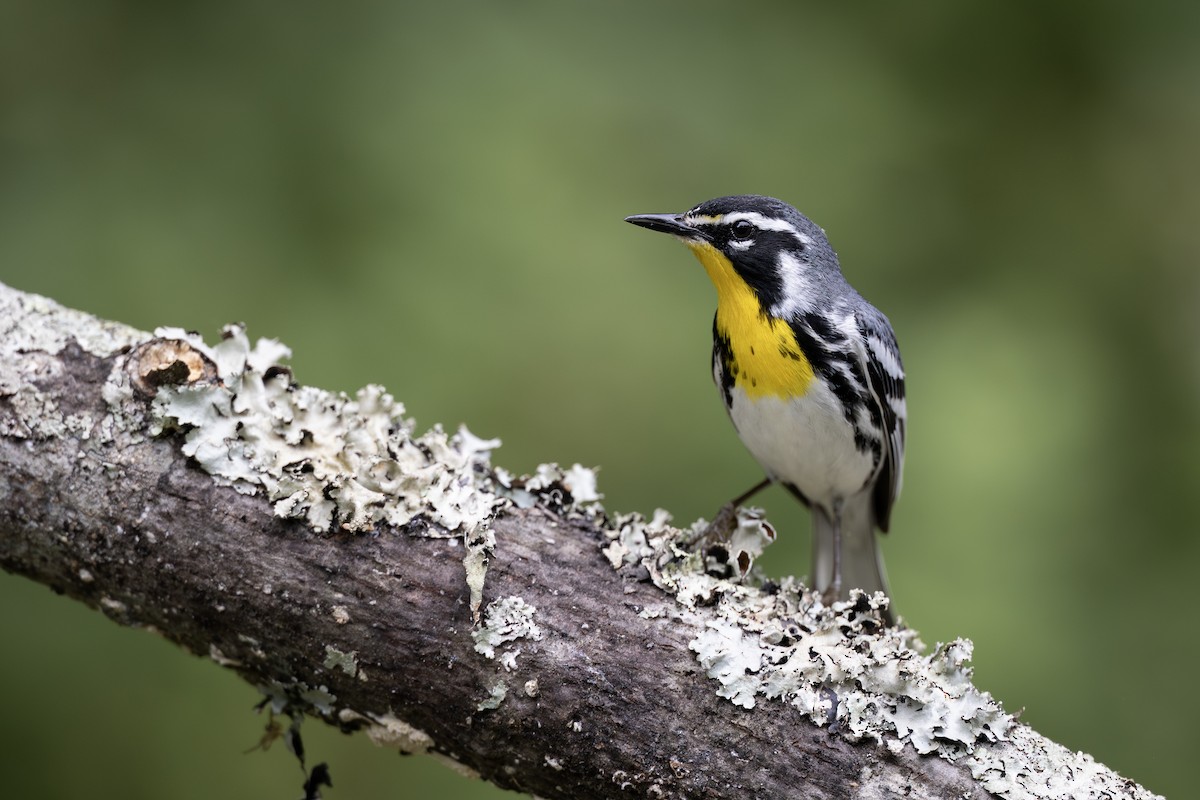 Paruline à gorge jaune - ML619591089