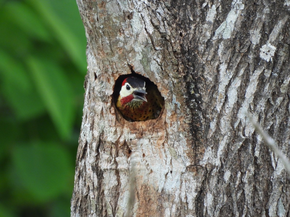 Spot-breasted Woodpecker - Leandro Niebles Puello