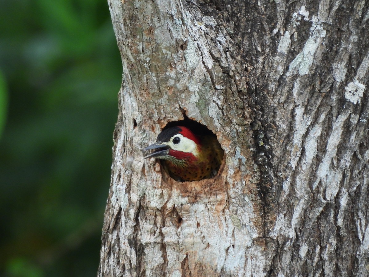 Spot-breasted Woodpecker - Leandro Niebles Puello