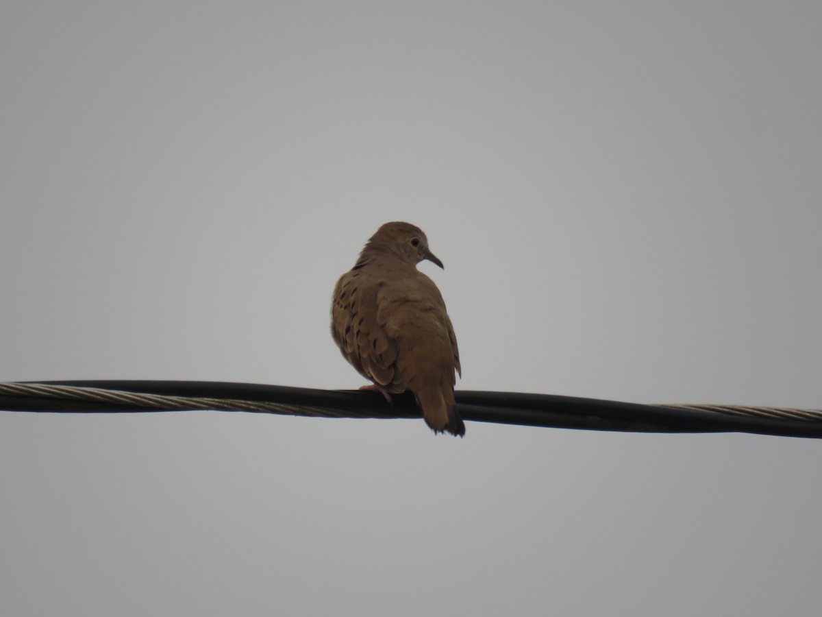 Ruddy Ground Dove - ML619591117