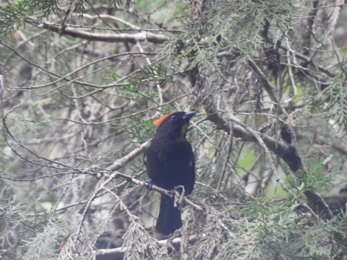 Flame-crested Tanager - Luiz Pedreira