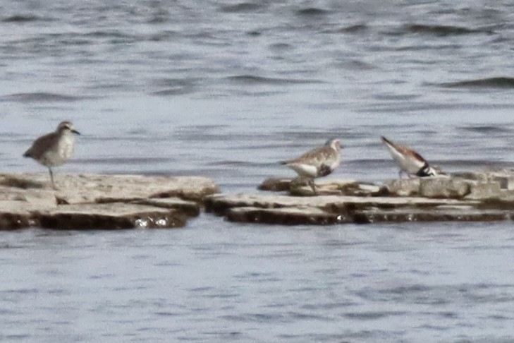 Ruddy Turnstone - Geoffrey Garver