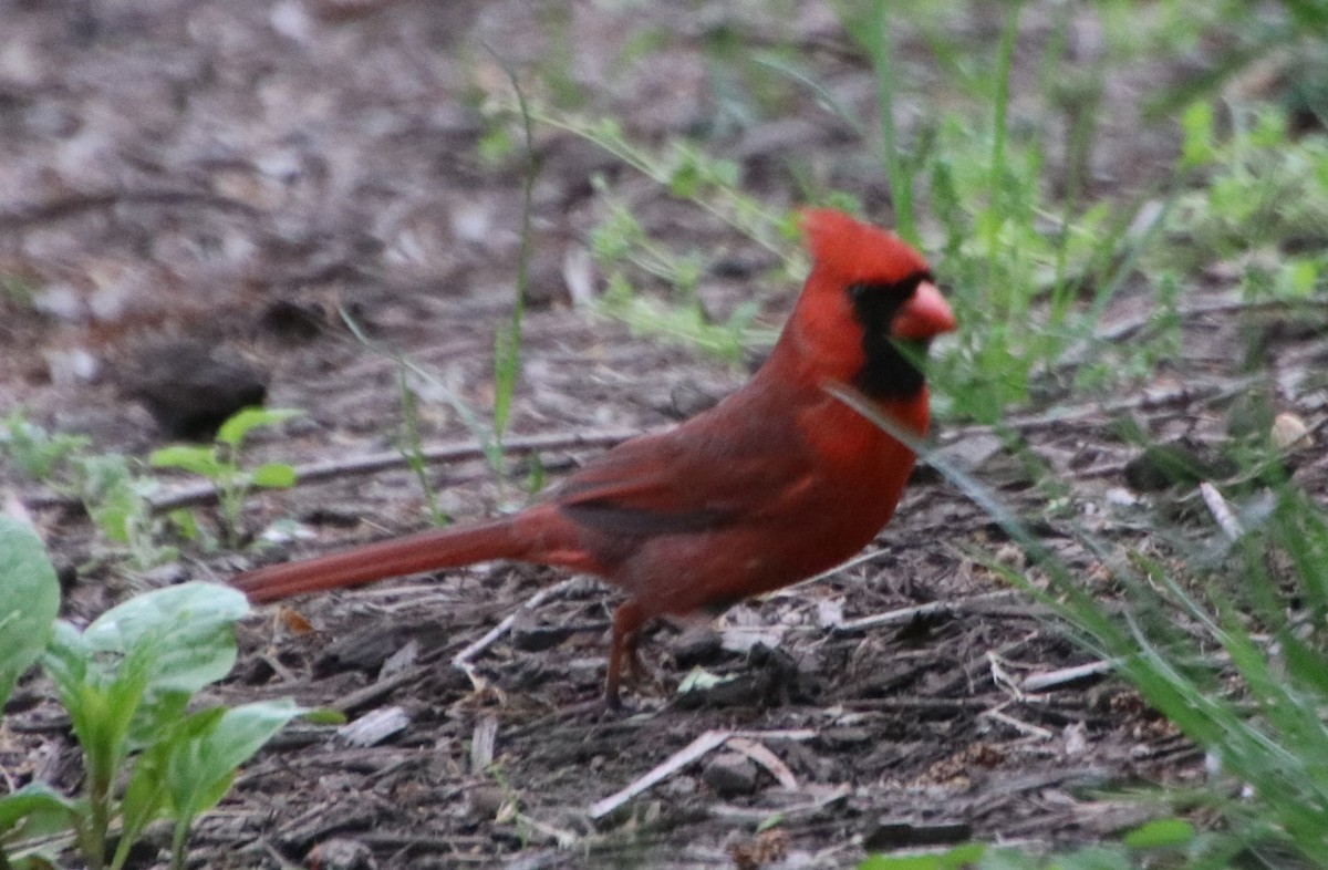 Northern Cardinal - Betty Thomas