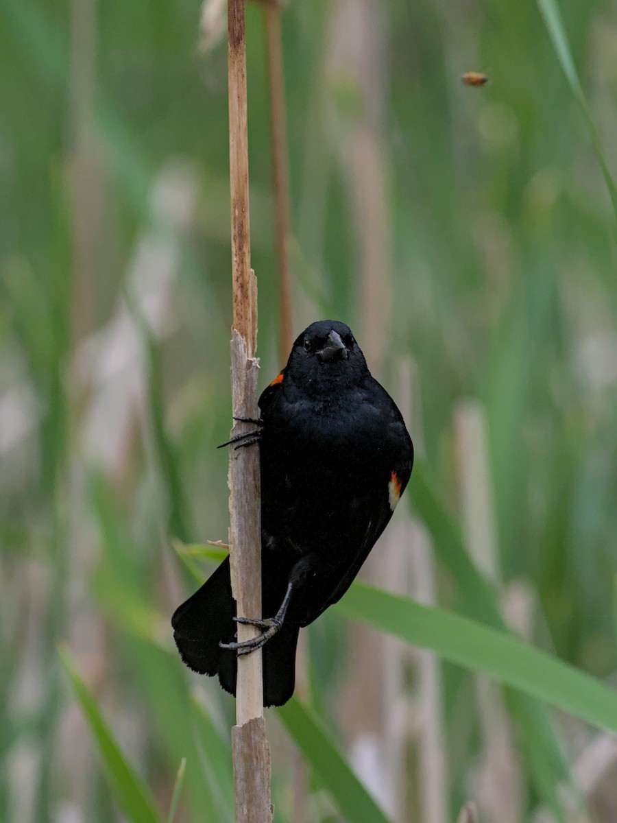 Red-winged Blackbird - Philip Steinhoff