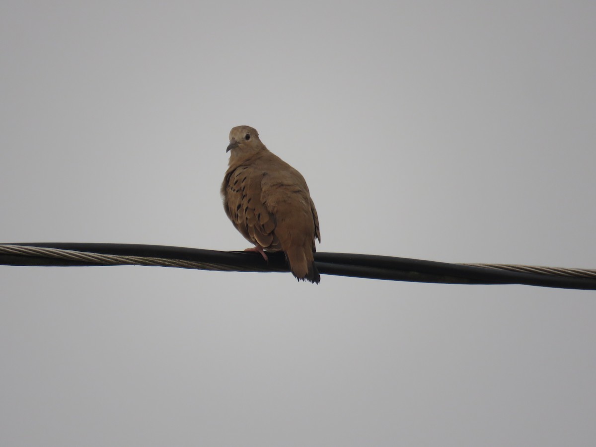 Ruddy Ground Dove - Sam Holcomb