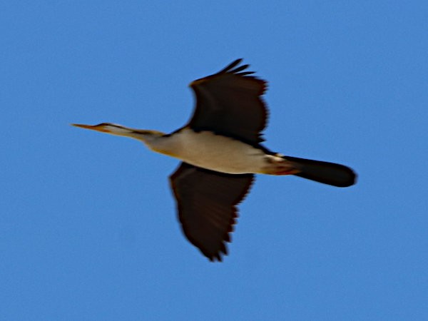 Australasian Darter - Michael Dahlem