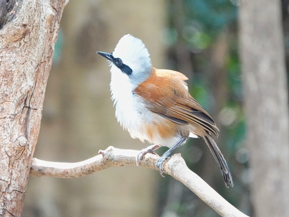 White-crested Laughingthrush - ML619591128