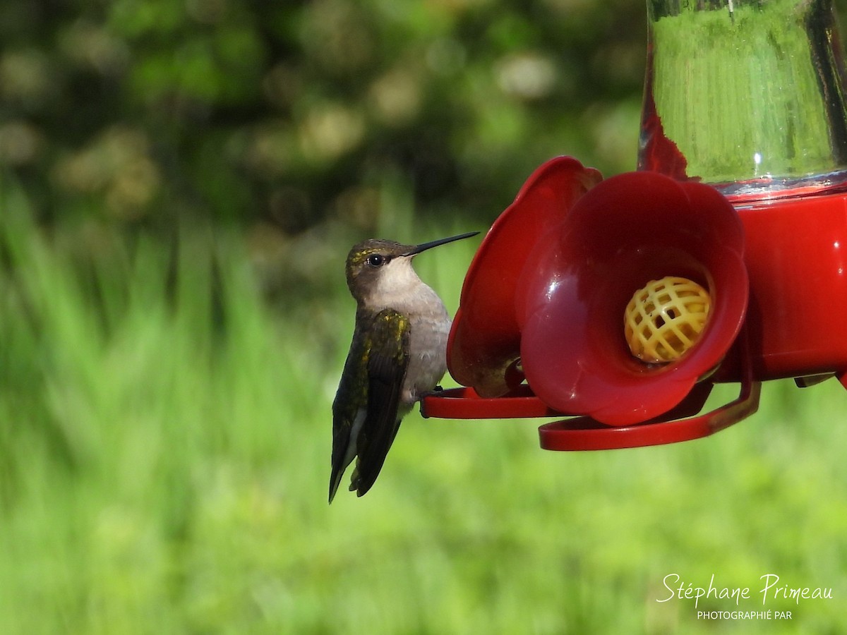 Ruby-throated Hummingbird - Stéphane Primeau