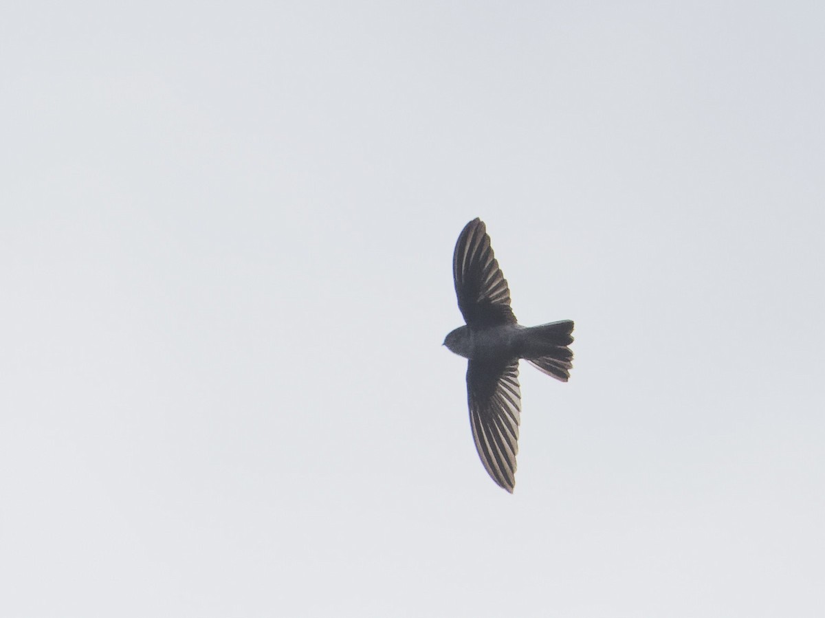 White-rumped Swiftlet - ML619591134