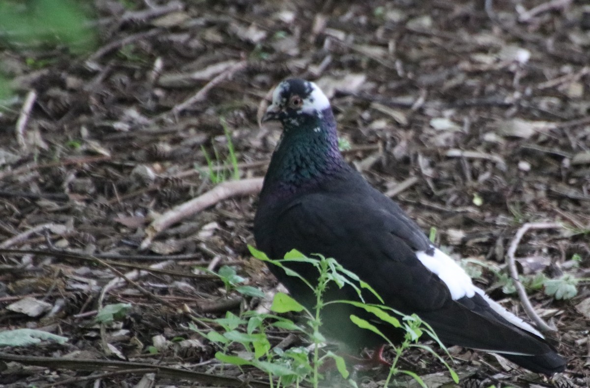 Rock Pigeon (Feral Pigeon) - ML619591140