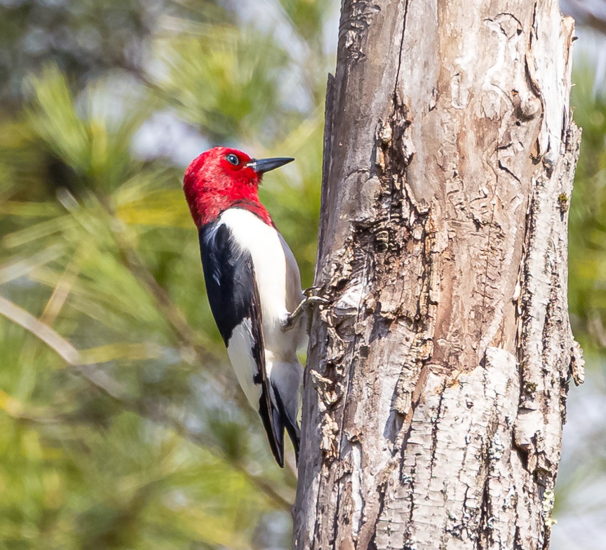 Red-headed Woodpecker - Mike Murphy