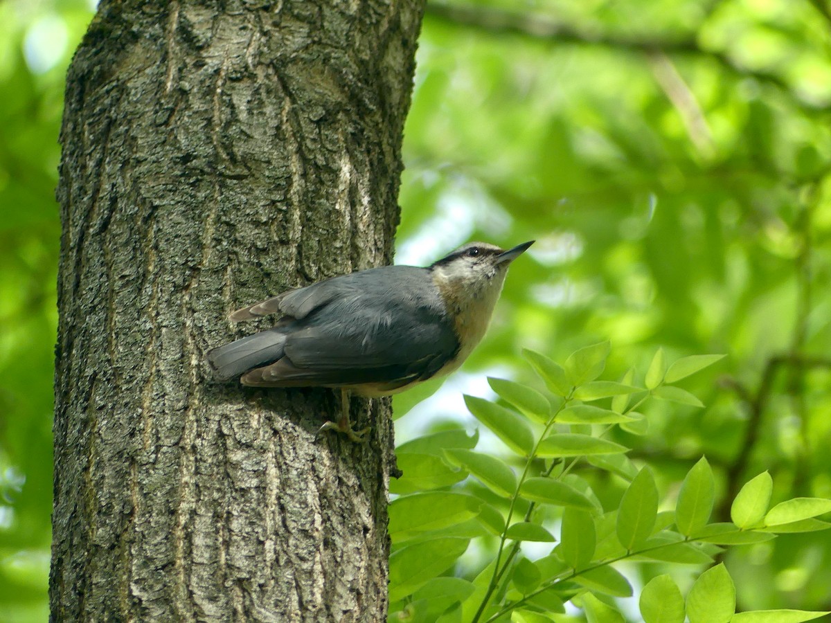 Eurasian Nuthatch - Eamon Corbett