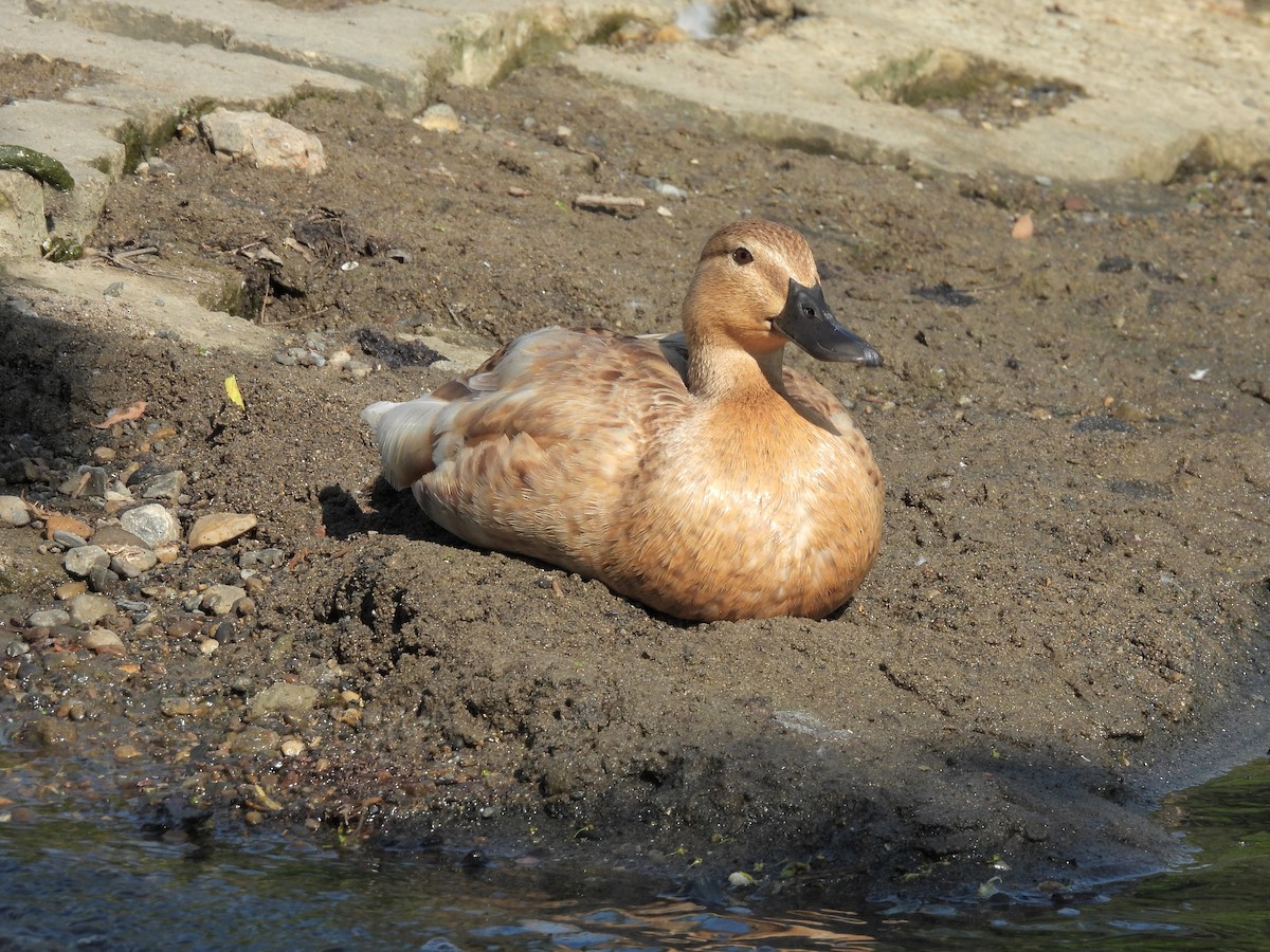 Mallard (Domestic type) - Bill Nolting