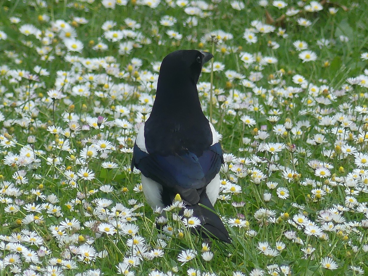 Eurasian Magpie - ML619591153