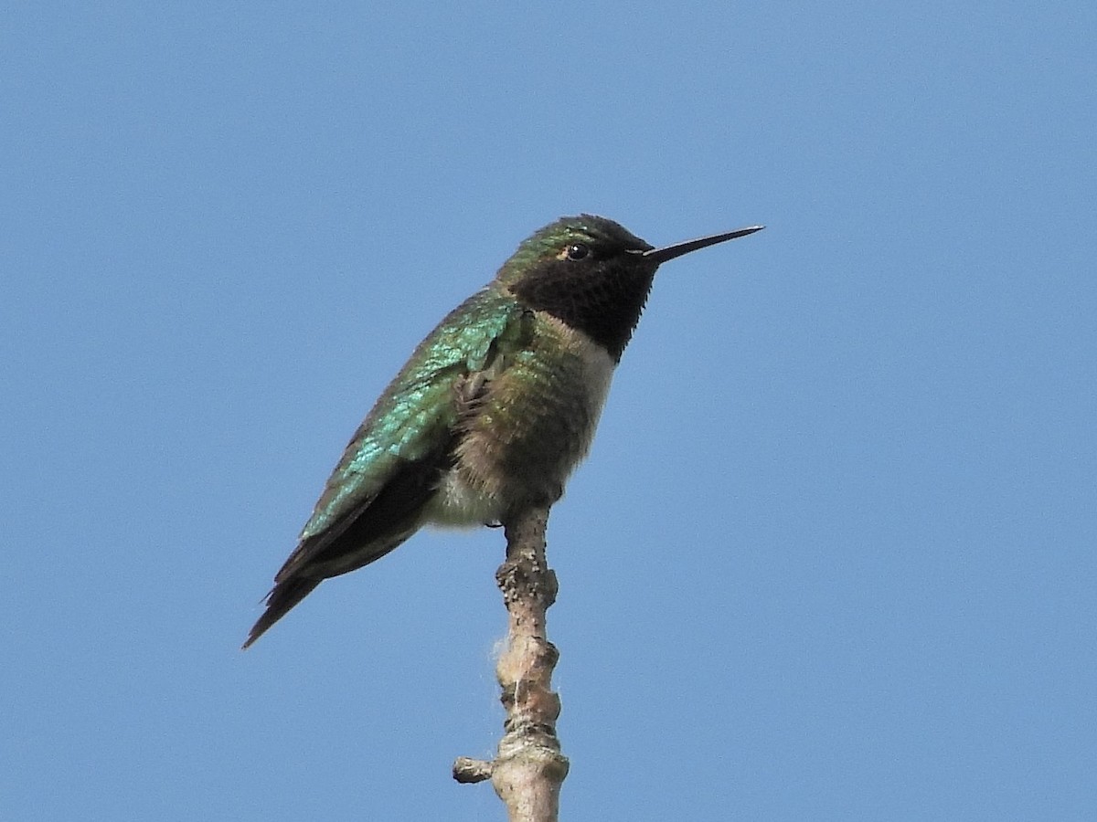 Ruby-throated Hummingbird - Bill Nolting