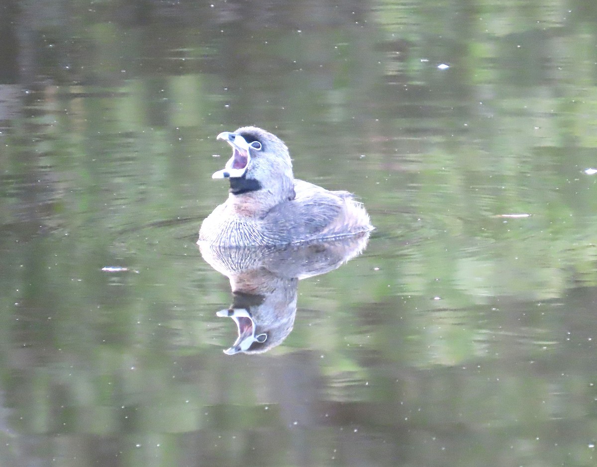 Pied-billed Grebe - ML619591160