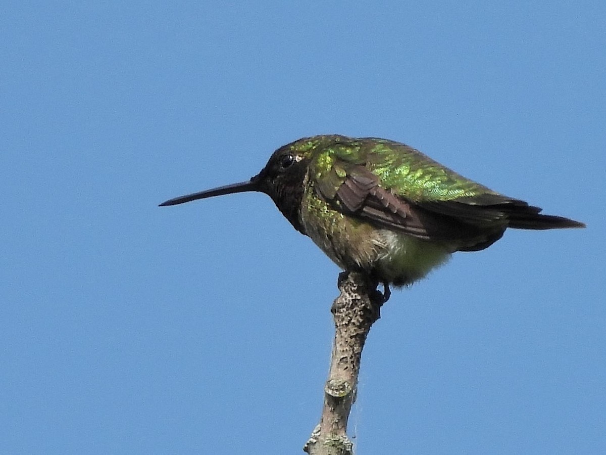 Ruby-throated Hummingbird - Bill Nolting