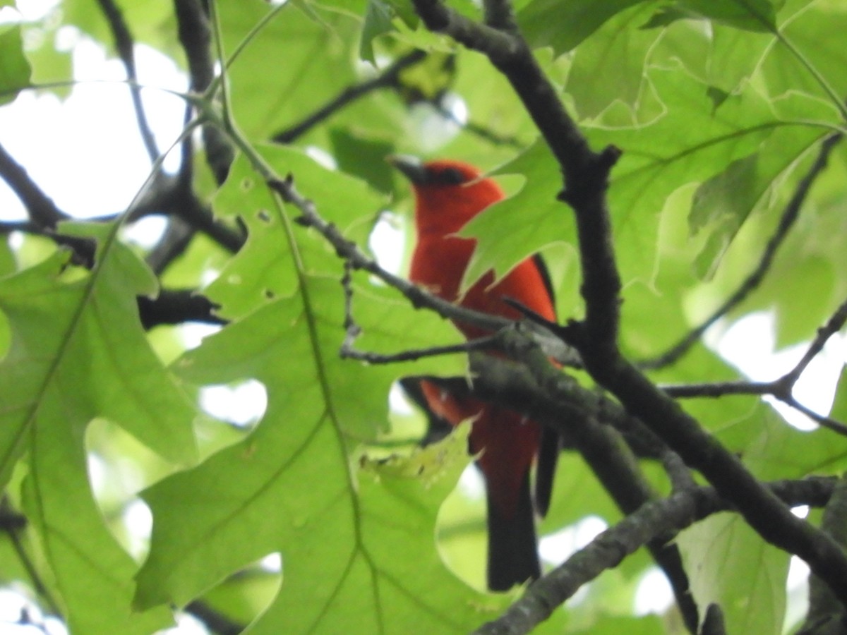 Scarlet Tanager - ML619591162