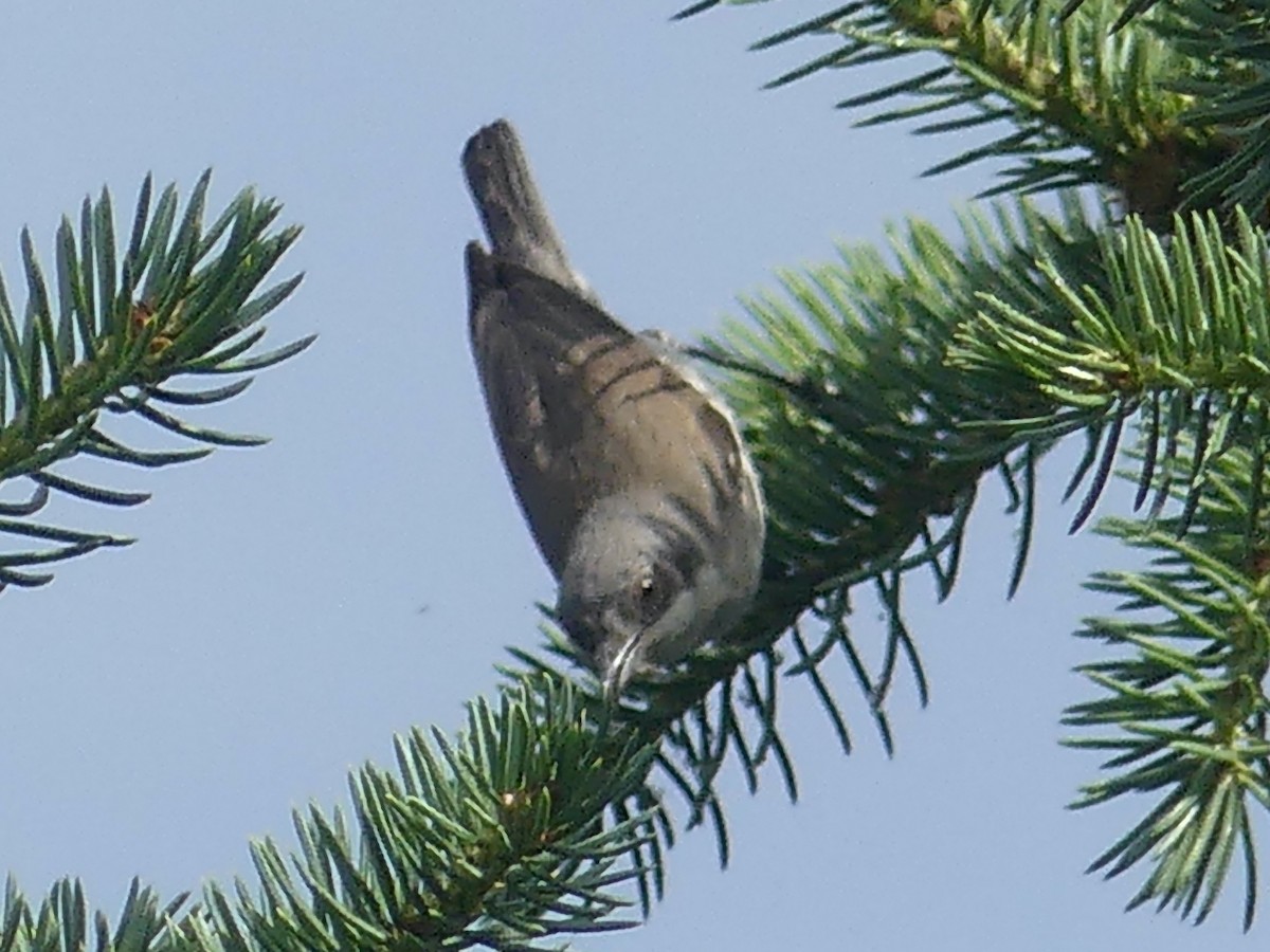 Lesser Whitethroat - ML619591170