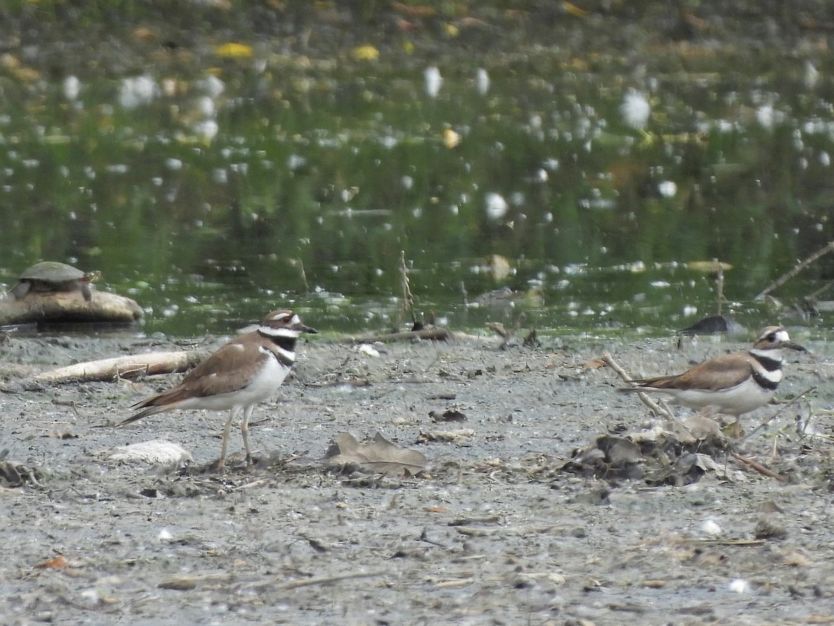 Killdeer - Bill Nolting