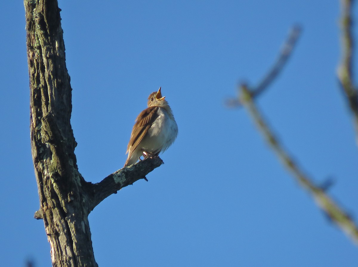 Veery - Thomas Schultz