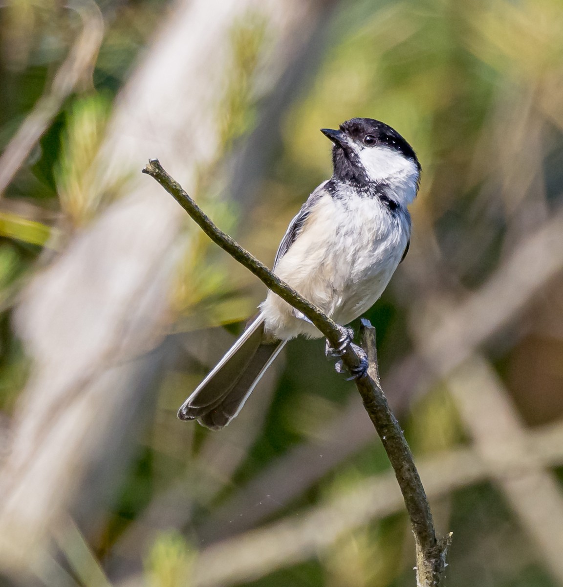 Black-capped Chickadee - Mike Murphy