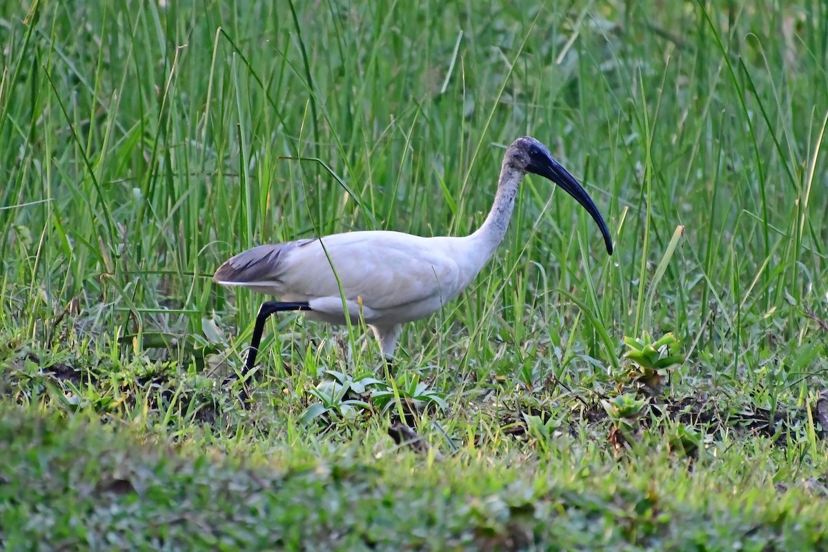 ibis černohlavý - ML619591181