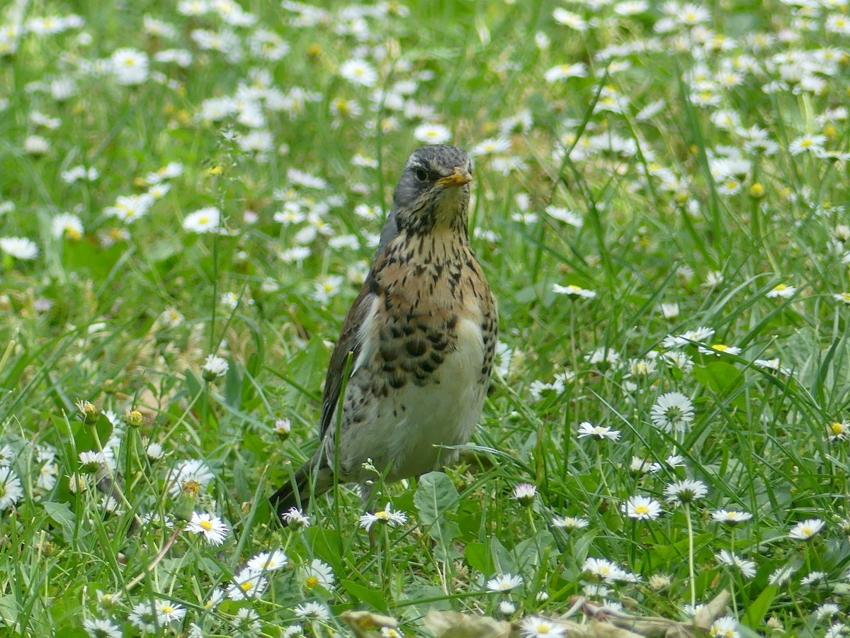 Fieldfare - Eamon Corbett