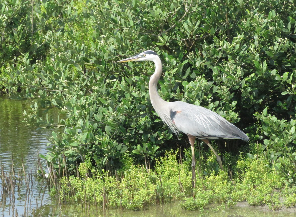 Great Blue Heron - David Kent