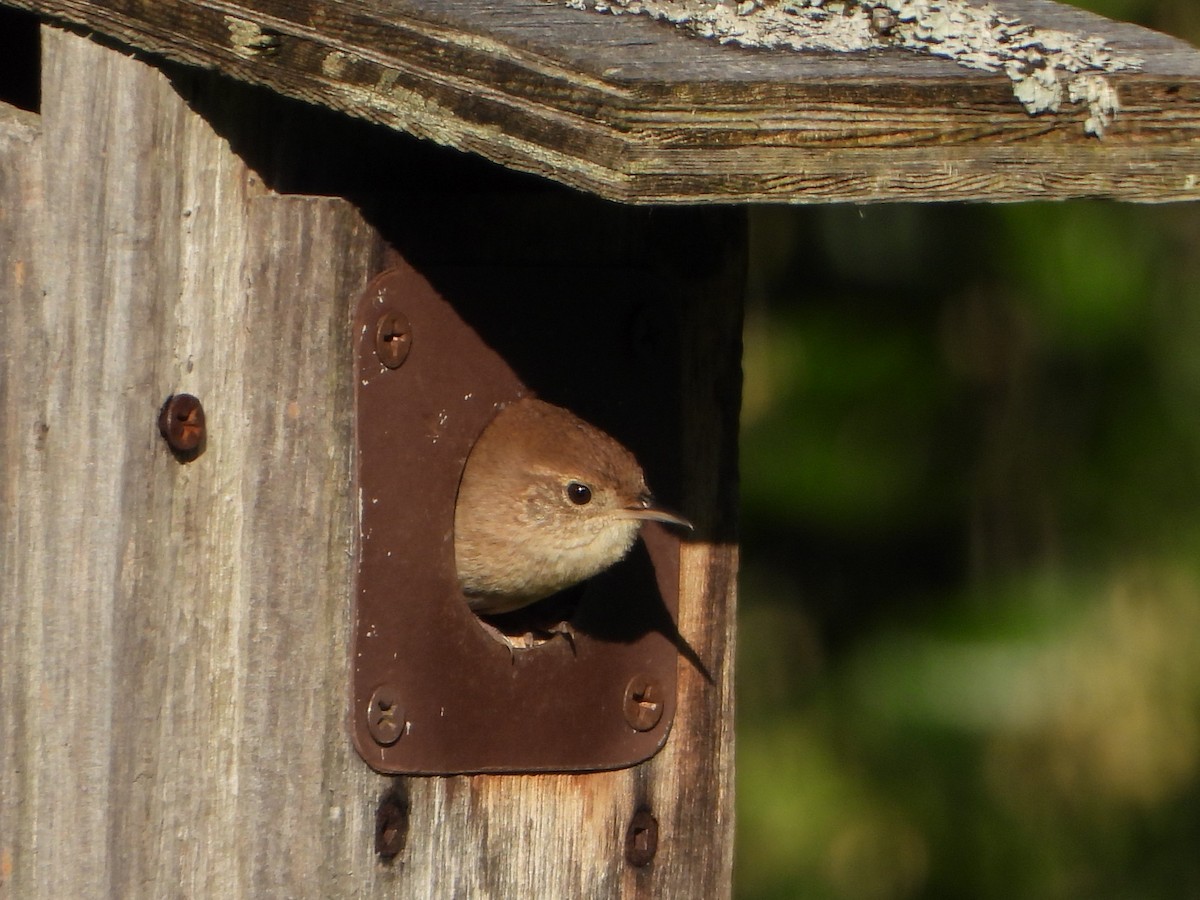 House Wren - Stéphane Primeau