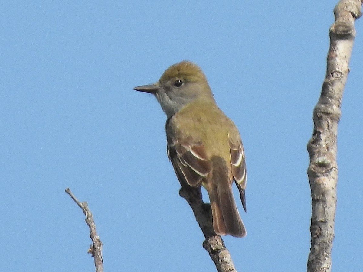 Great Crested Flycatcher - Bill Nolting