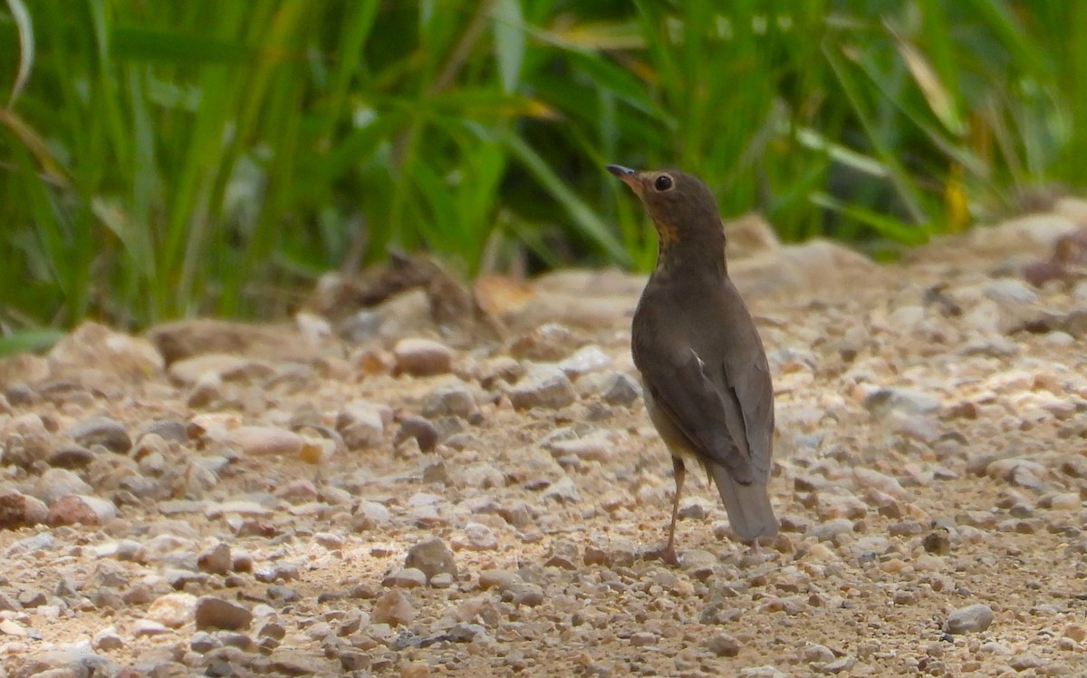 Swainson's Thrush - ML619591197