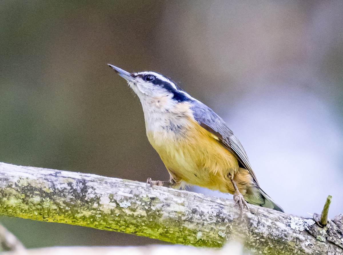 Red-breasted Nuthatch - Mike Murphy