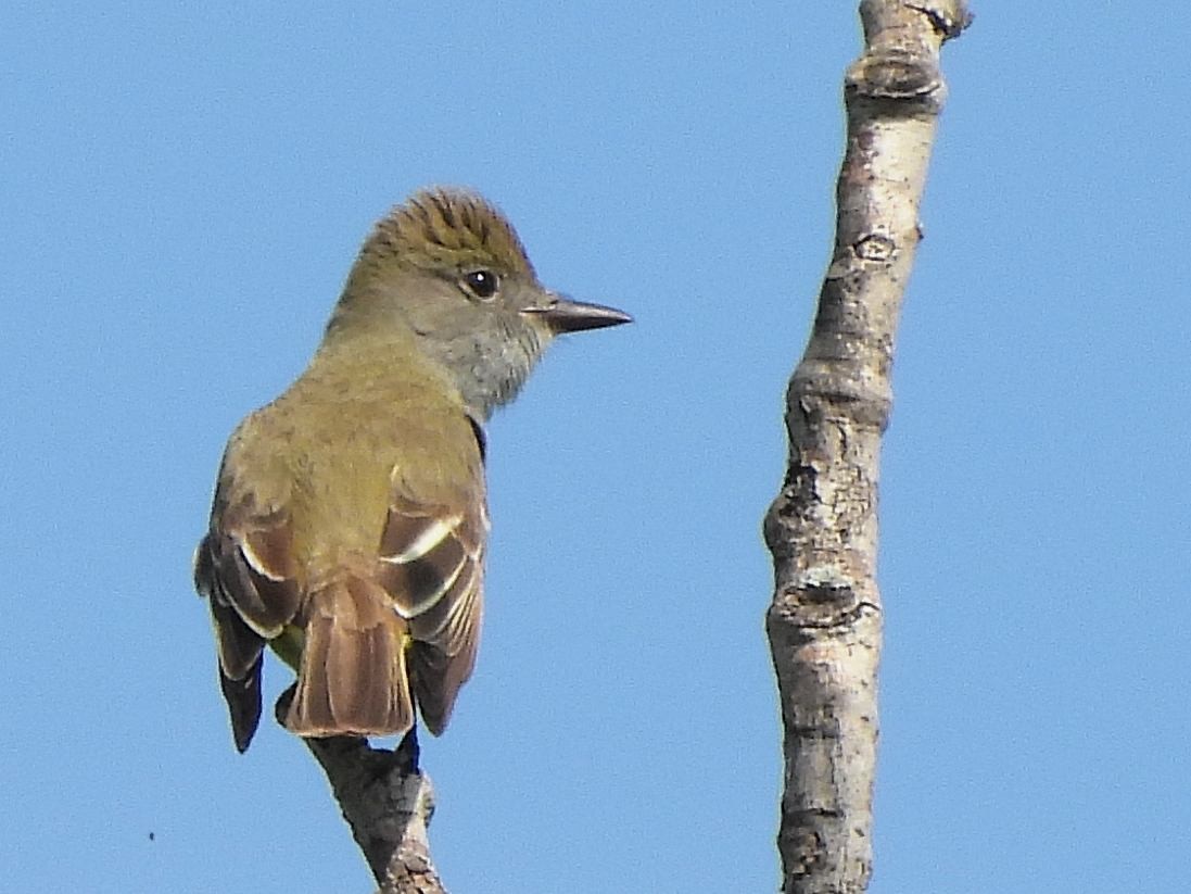 Great Crested Flycatcher - Bill Nolting