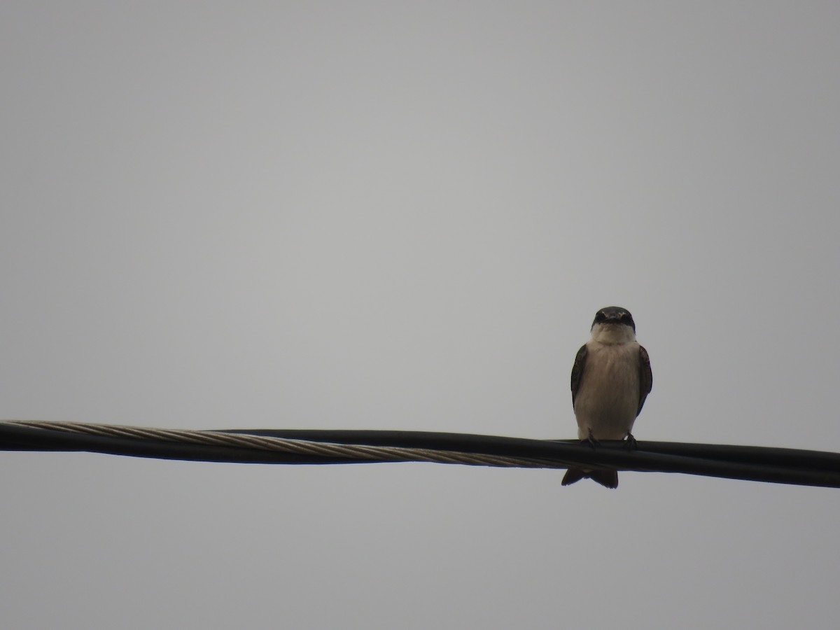 Mangrove Swallow - Sam Holcomb