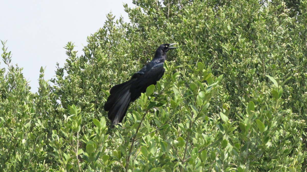Great-tailed Grackle - ML619591209