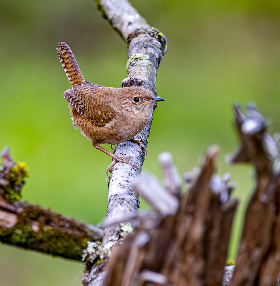 House Wren - Mike Murphy