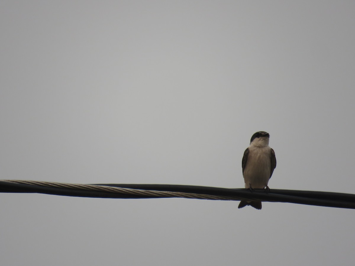 Mangrove Swallow - Sam Holcomb