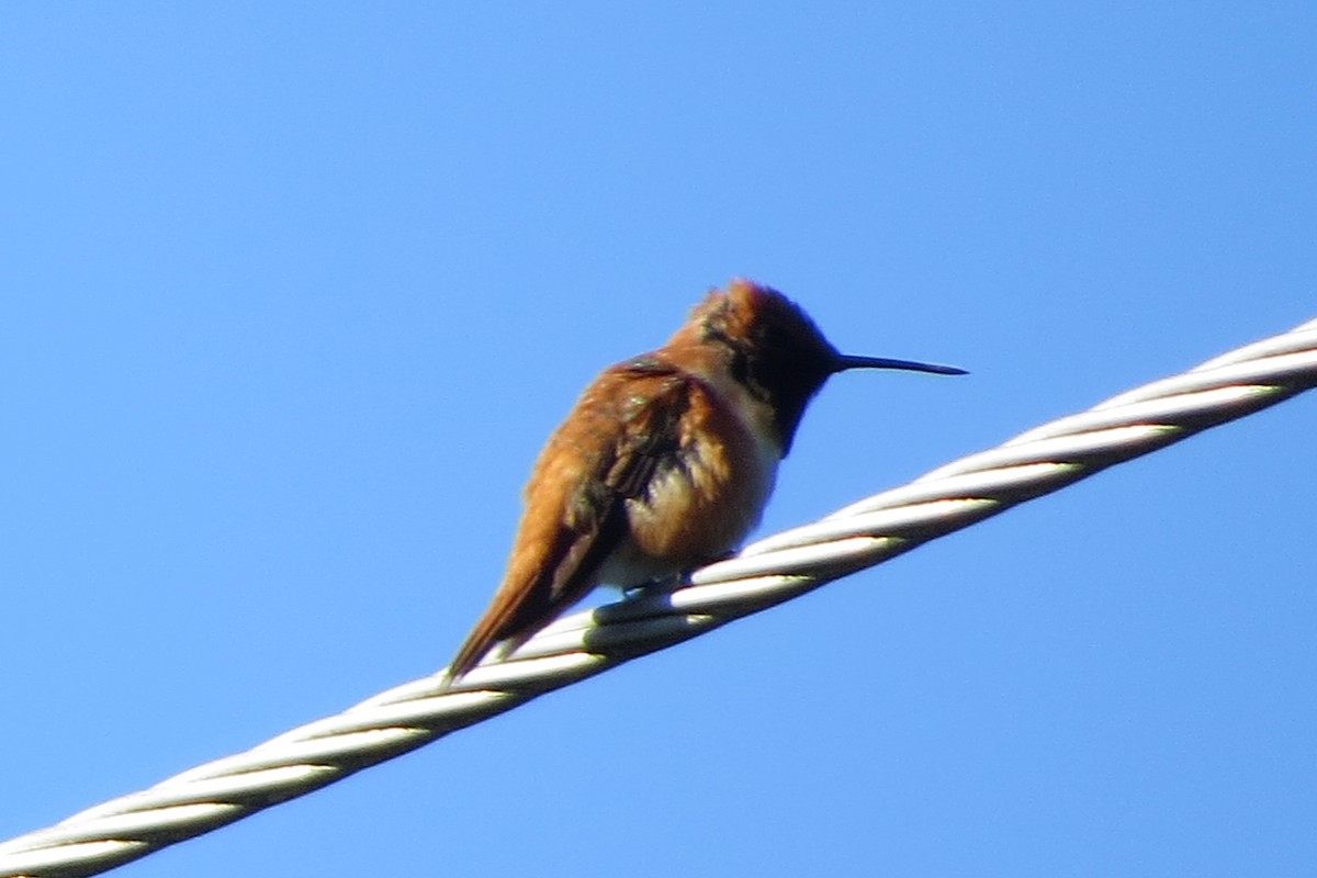 Rufous Hummingbird - Kathy  Kirk