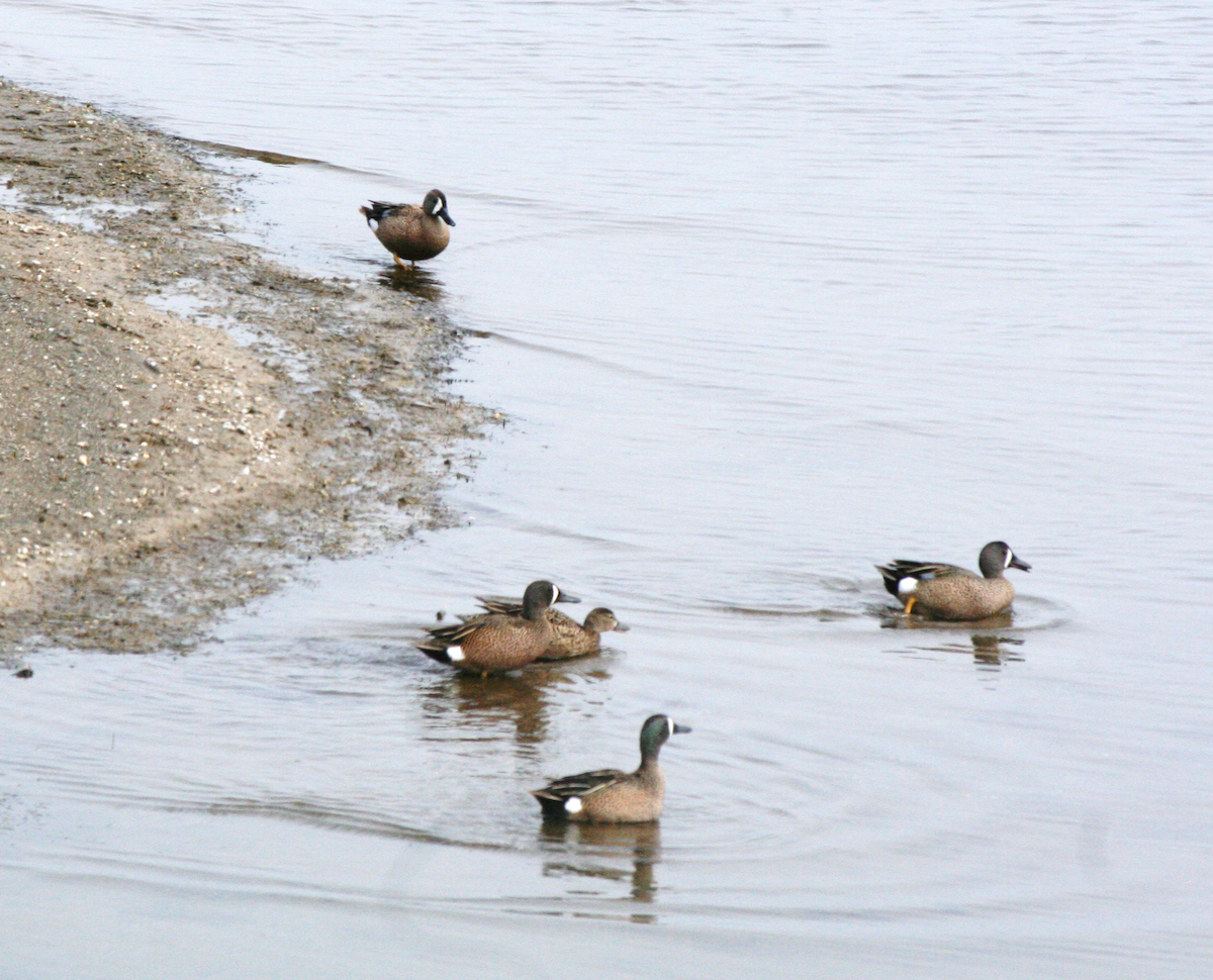 Blue-winged Teal - Muriel & Jennifer Mueller