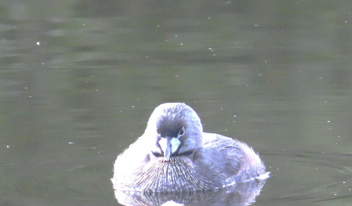 Pied-billed Grebe - Maggie Smith