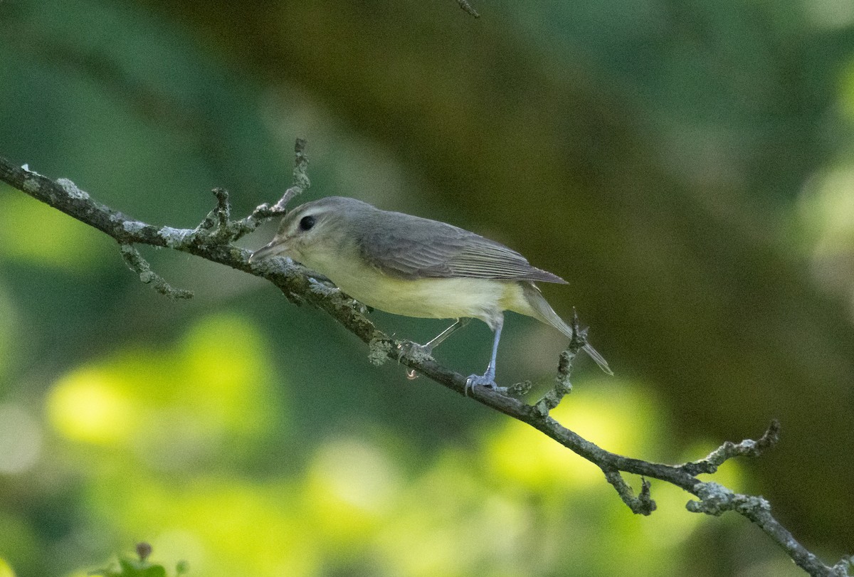 Warbling Vireo - MCHL ____