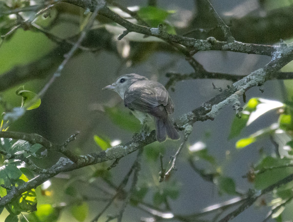 Warbling Vireo - MCHL ____