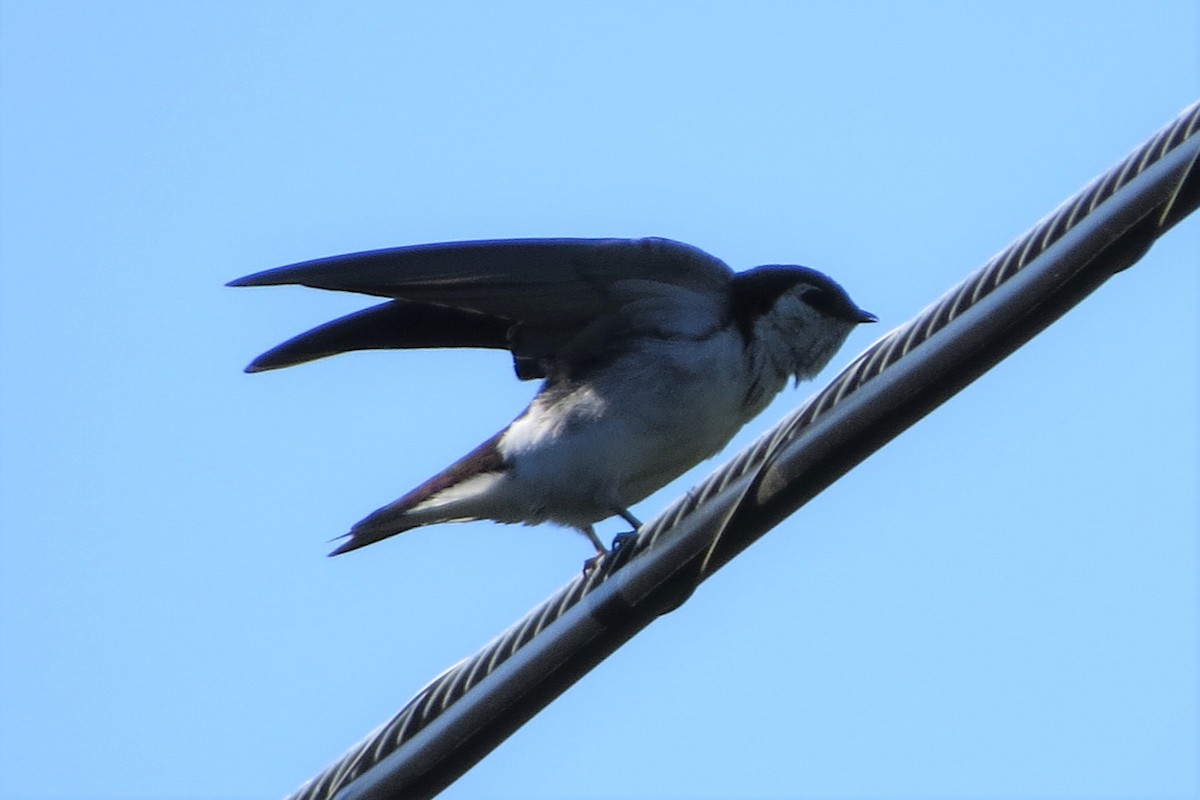 Violet-green Swallow - Kathy  Kirk