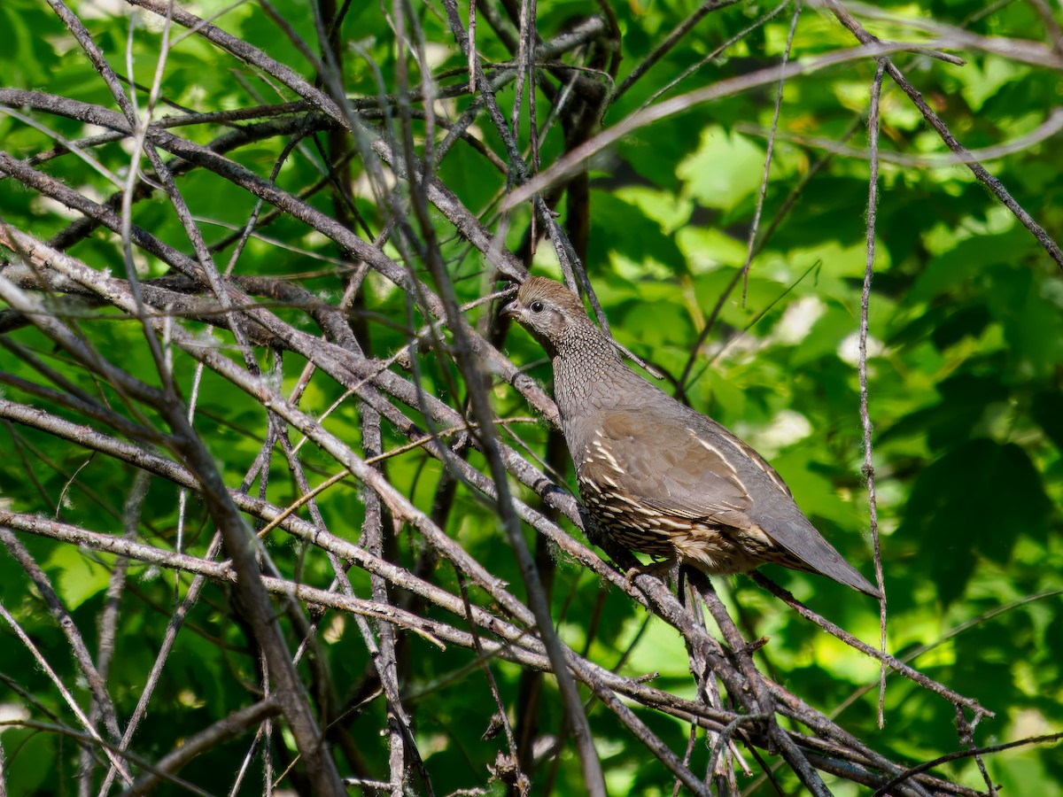 California Quail - Tony Doty