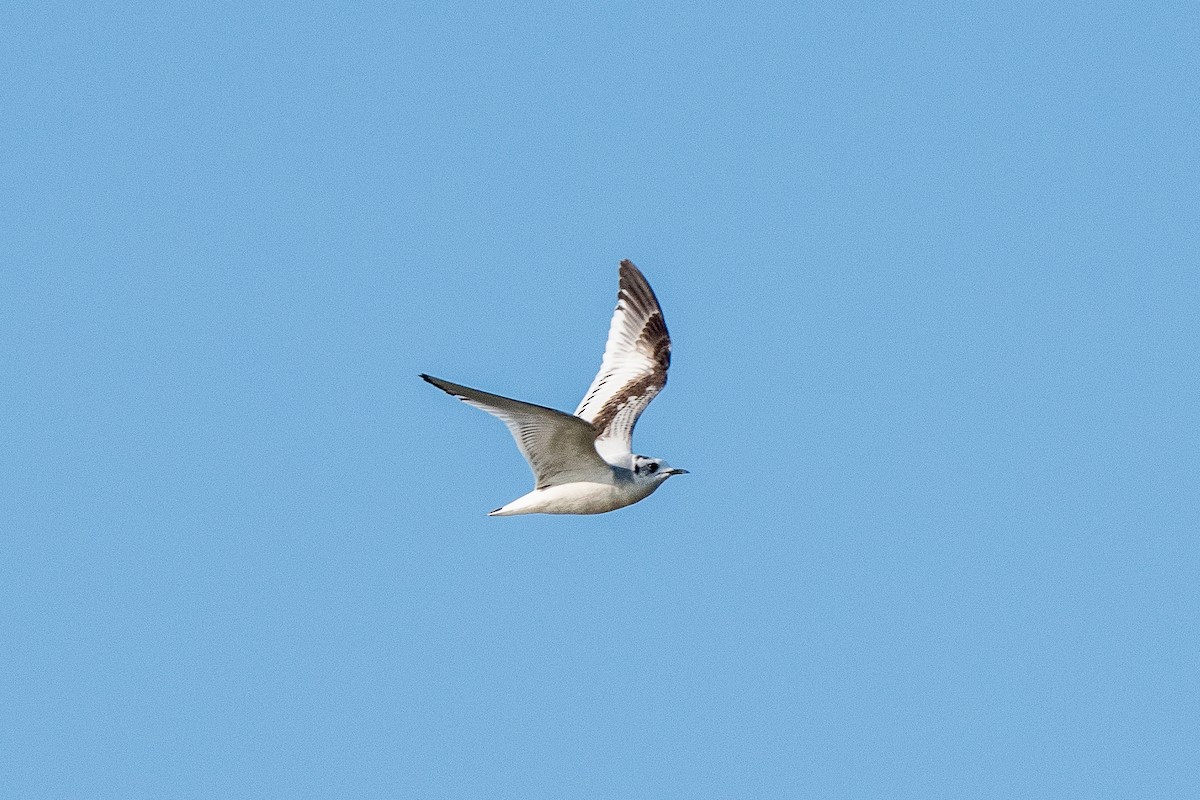 Little Gull - Brendan Montie