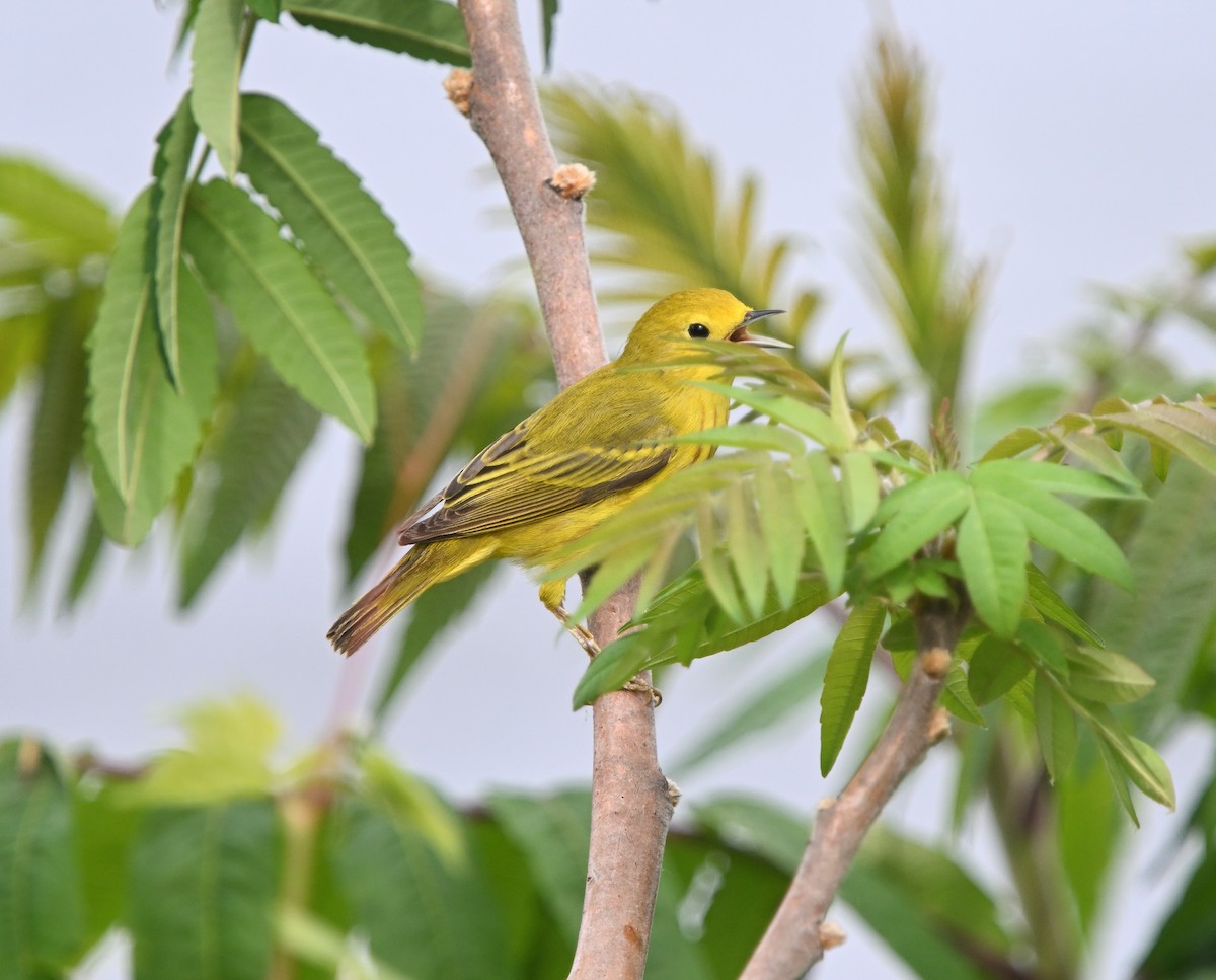 Yellow Warbler - Louis Lemay