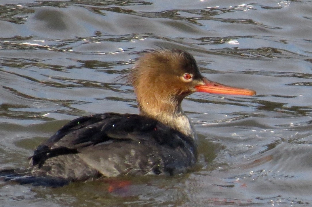 Red-breasted Merganser - ML619591254